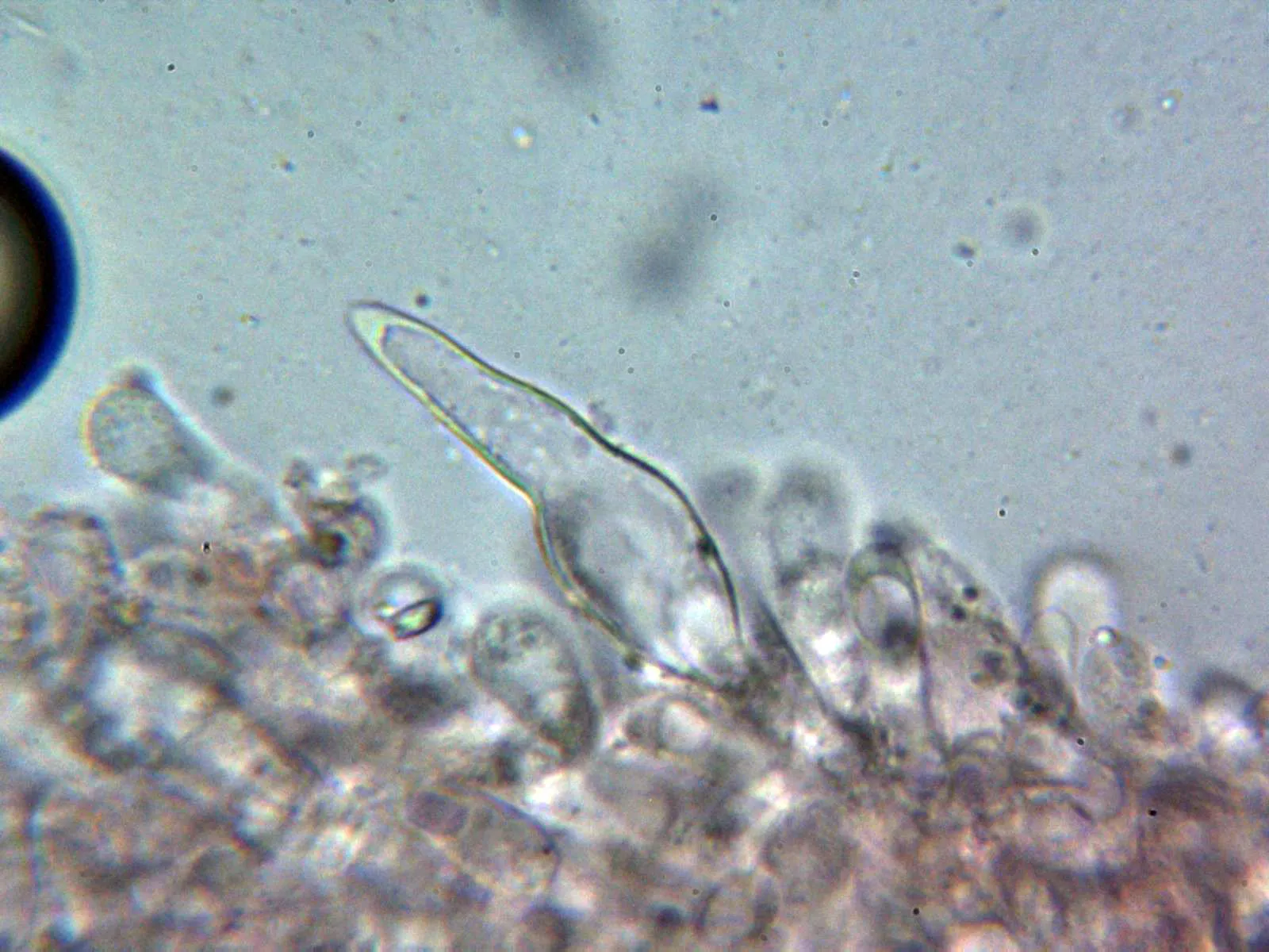 Microscopía de Melanoleuca cognata - 10 - Queilocistidio 1
